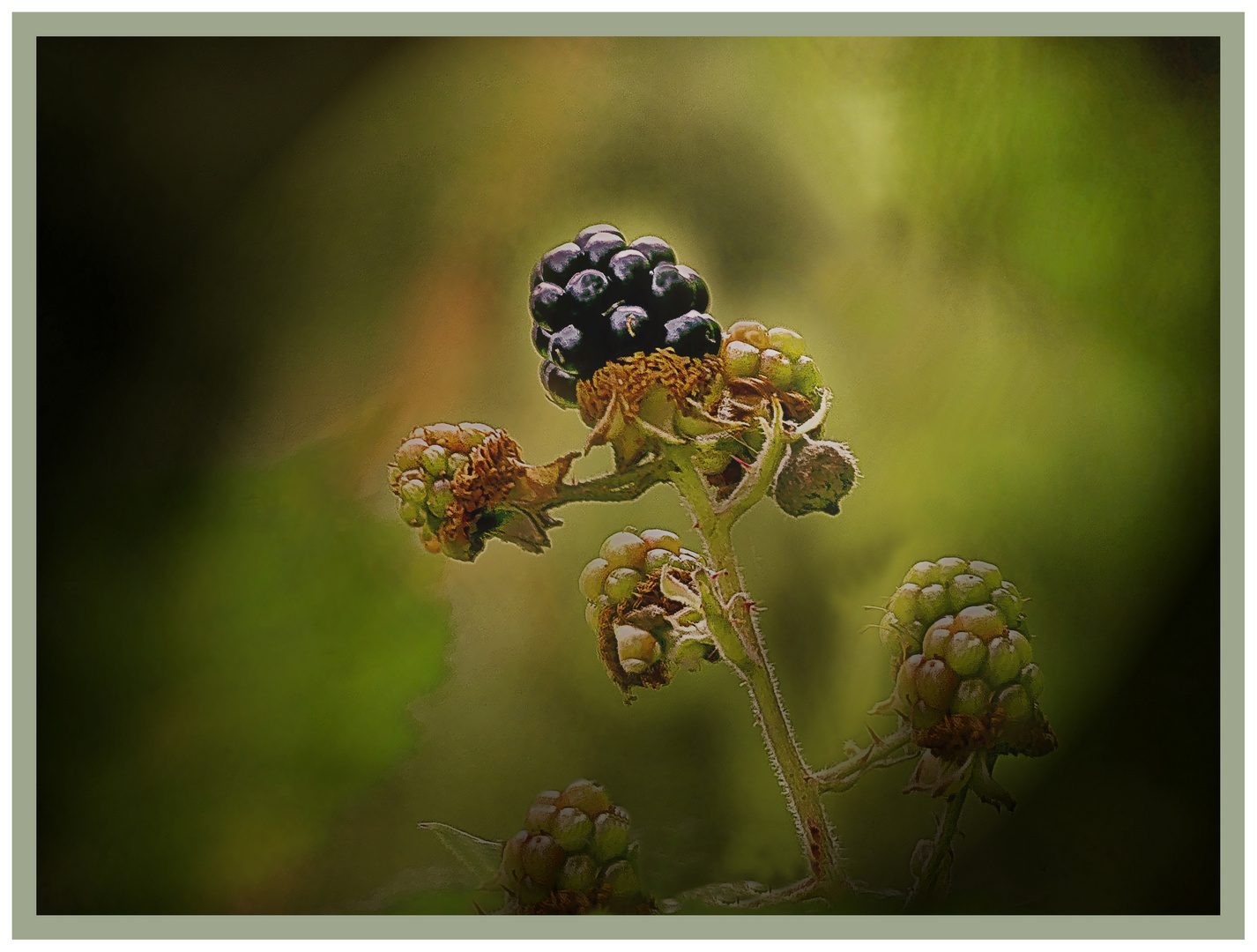 Brombeeren  