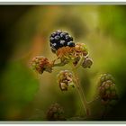 Brombeeren  