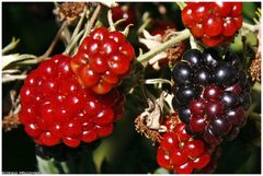 Brombeeren