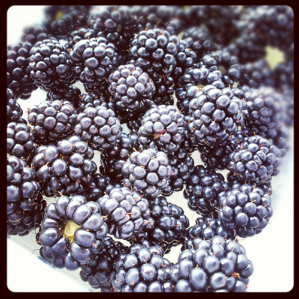 Brombeeren