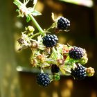 Brombeeren