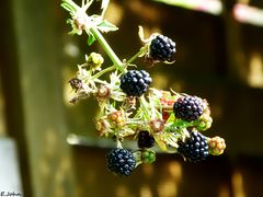 Brombeeren