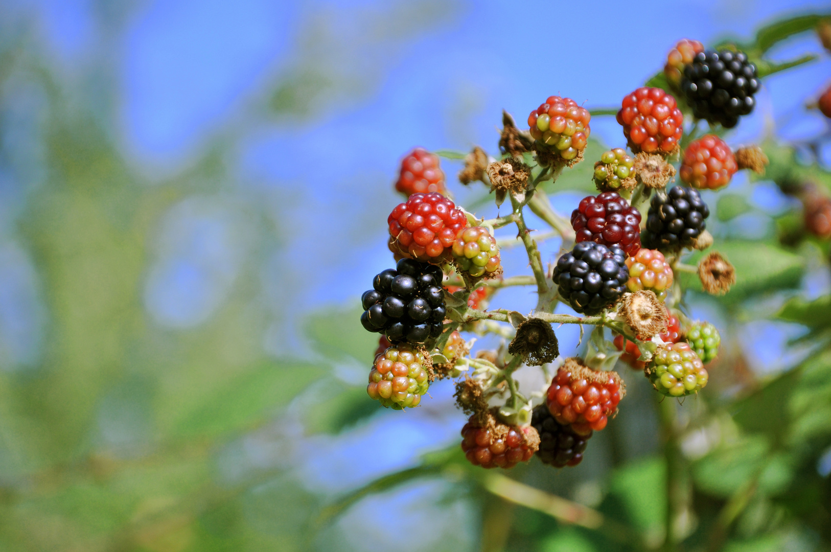 Brombeeren Foto &amp; Bild | archiv projekte naturchannel, naturprojekte ...