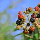 Brombeeren