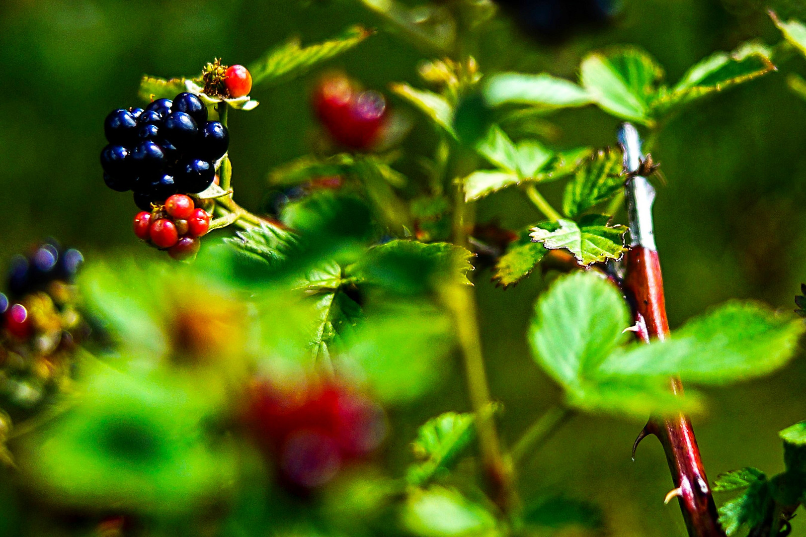 Brombeeren Foto & Bild pflanzen, pilze & flechten, früchte und beeren
