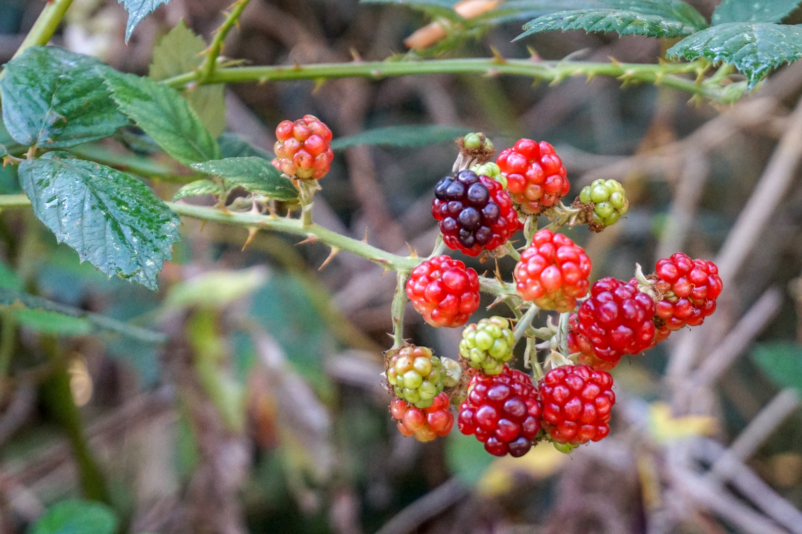 Brombeeren Foto & Bild natur, herbst, pflanzen Bilder auf