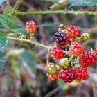 Brombeeren