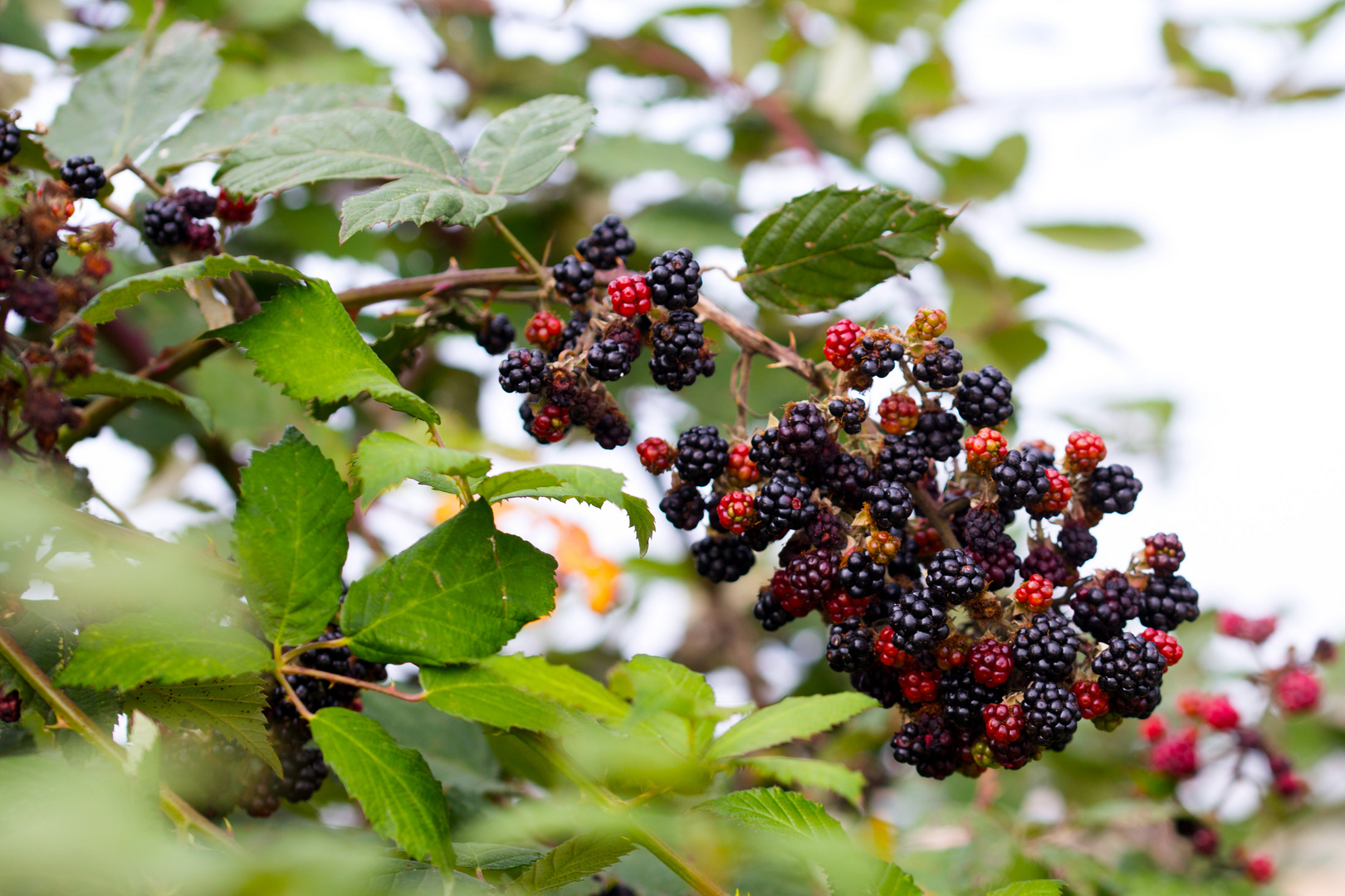 Brombeeren Foto & Bild pflanzen, natur, früchte brombeeren Bilder auf