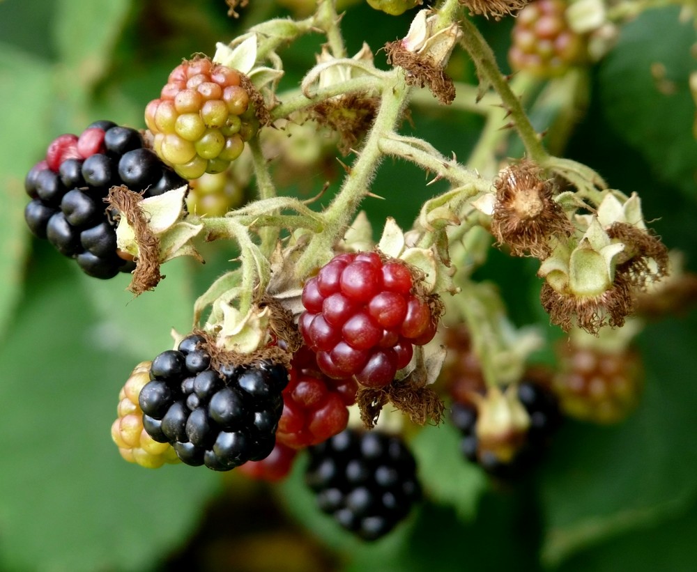 Brombeeren Foto & Bild pflanzen, pilze & flechten, früchte und beeren