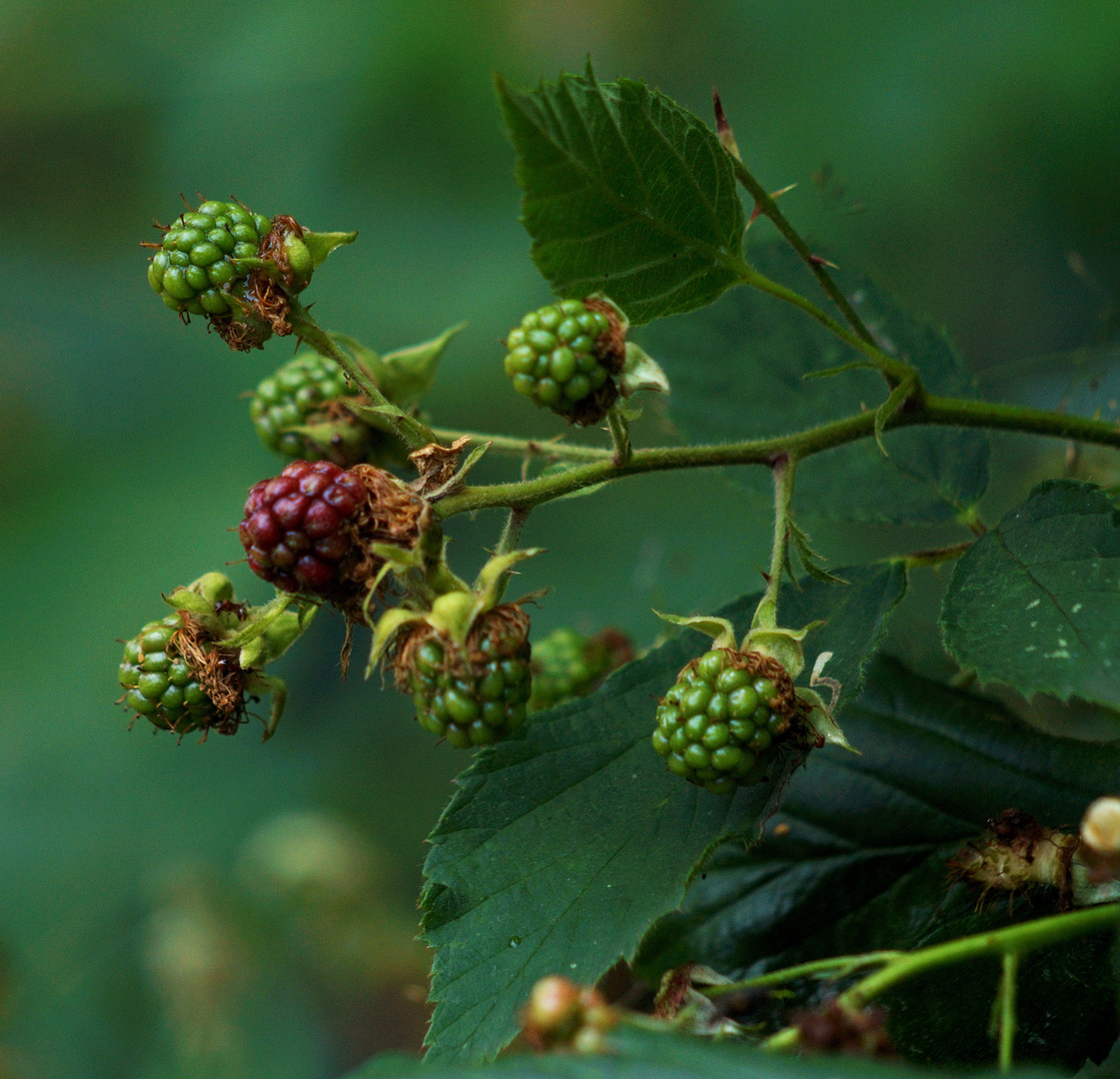 Brombeeren