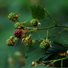 Brombeeren