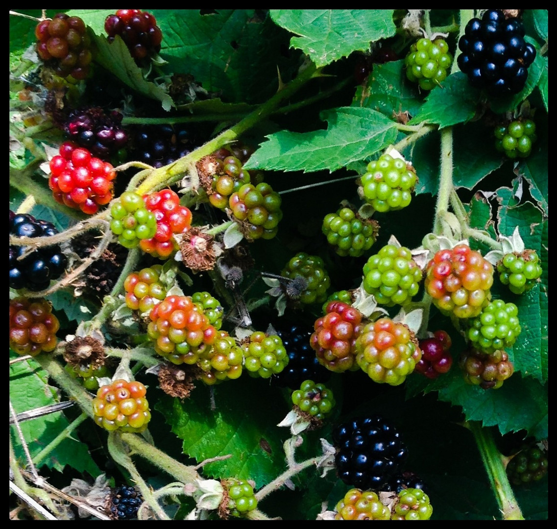 Brombeeren am Wegrand