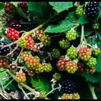 Brombeeren am Wegrand