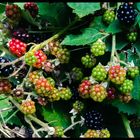 Brombeeren am Wegrand