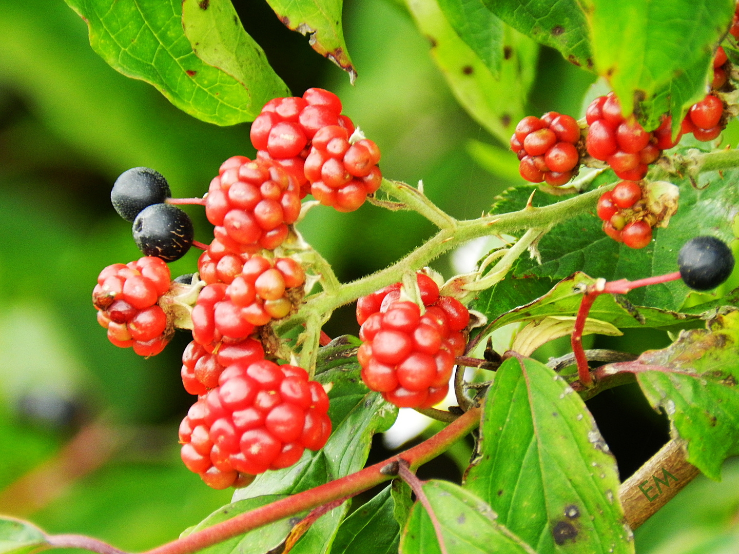 Brombeeren