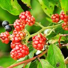 Brombeeren