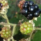 Brombeeren