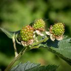 Brombeeren