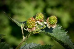 Brombeeren