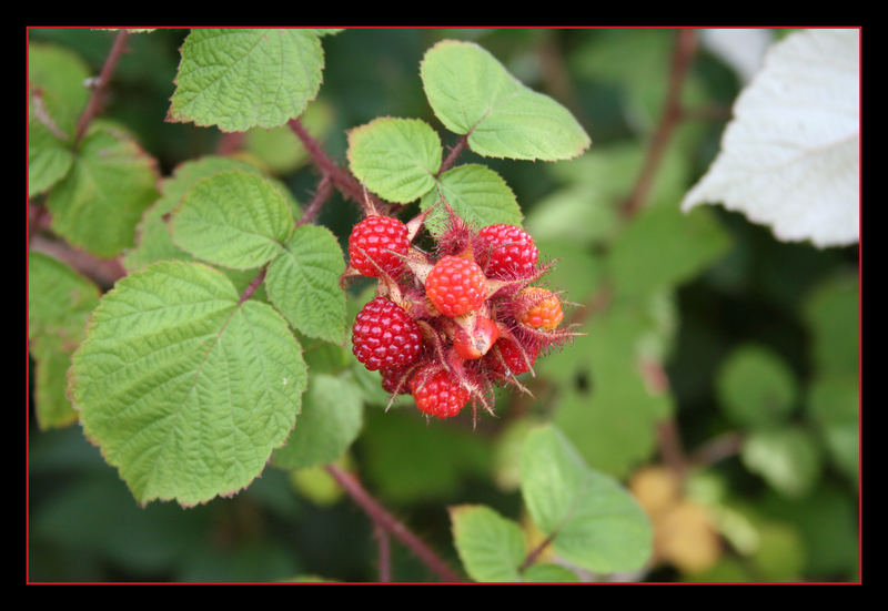 Brombeeren