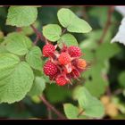 Brombeeren