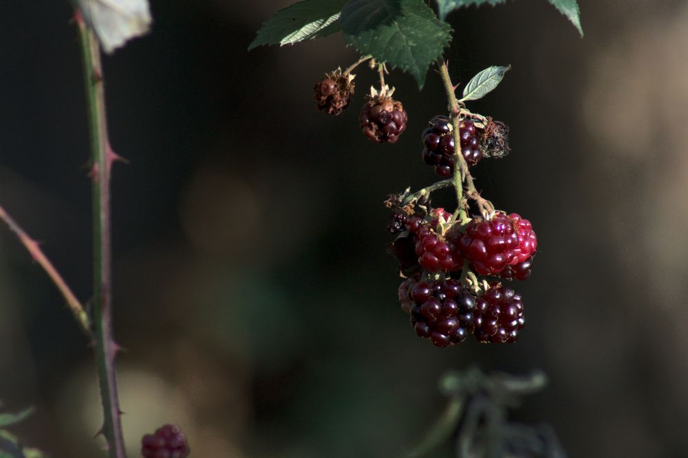 Brombeeren