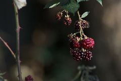 Brombeeren