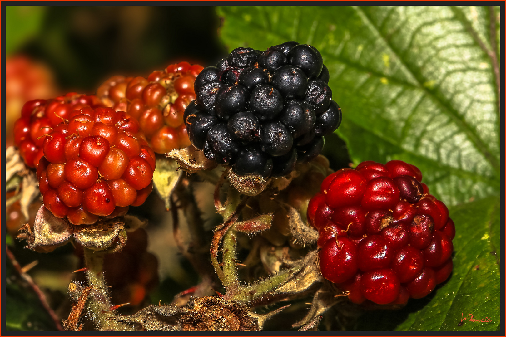 Brombeeren °° Foto & Bild pflanzen, pilze & flechten, früchte und