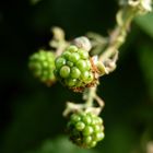 Brombeeren