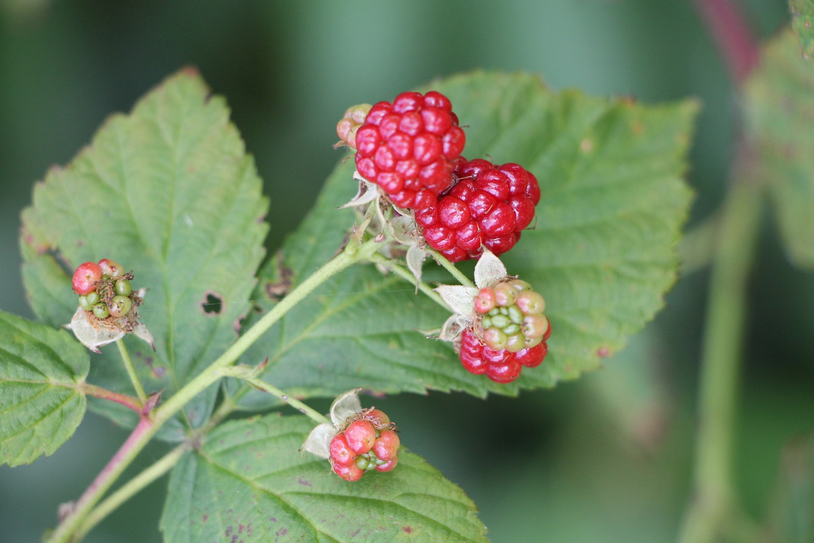 Brombeeren