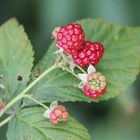 Brombeeren