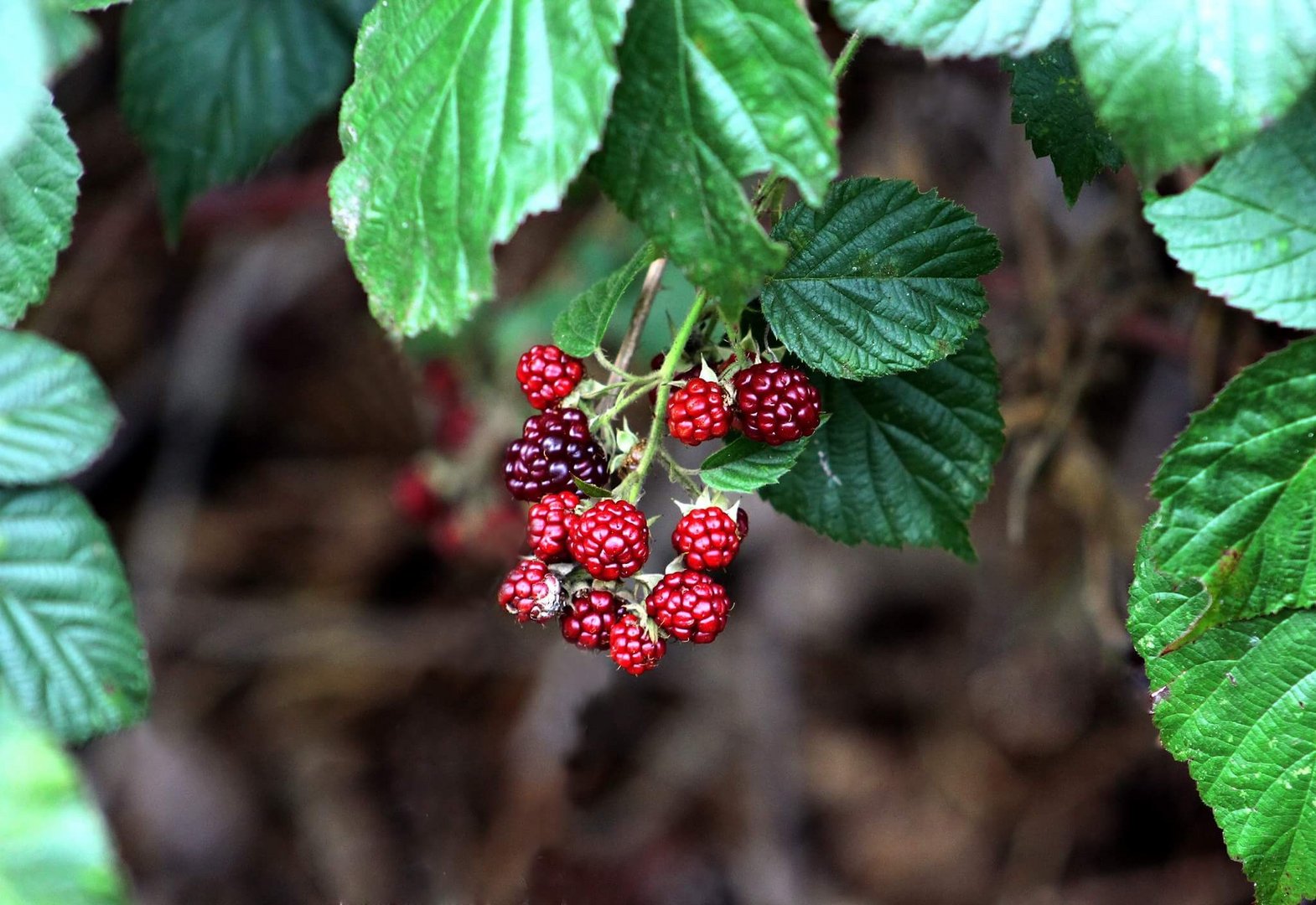 Brombeeren