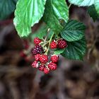 Brombeeren