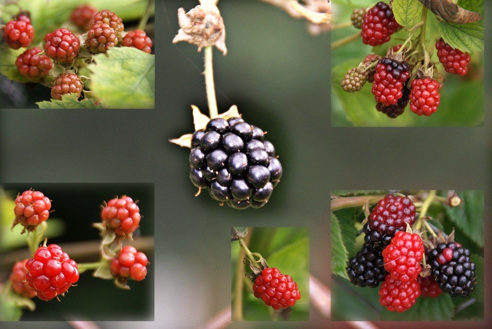 Brombeeren....