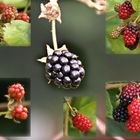 Brombeeren....