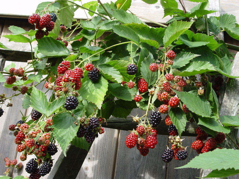 Brombeeren