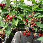 Brombeeren