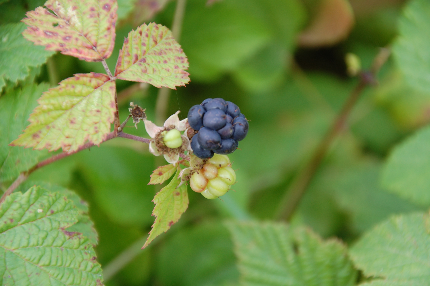 Brombeeren