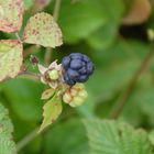 Brombeeren