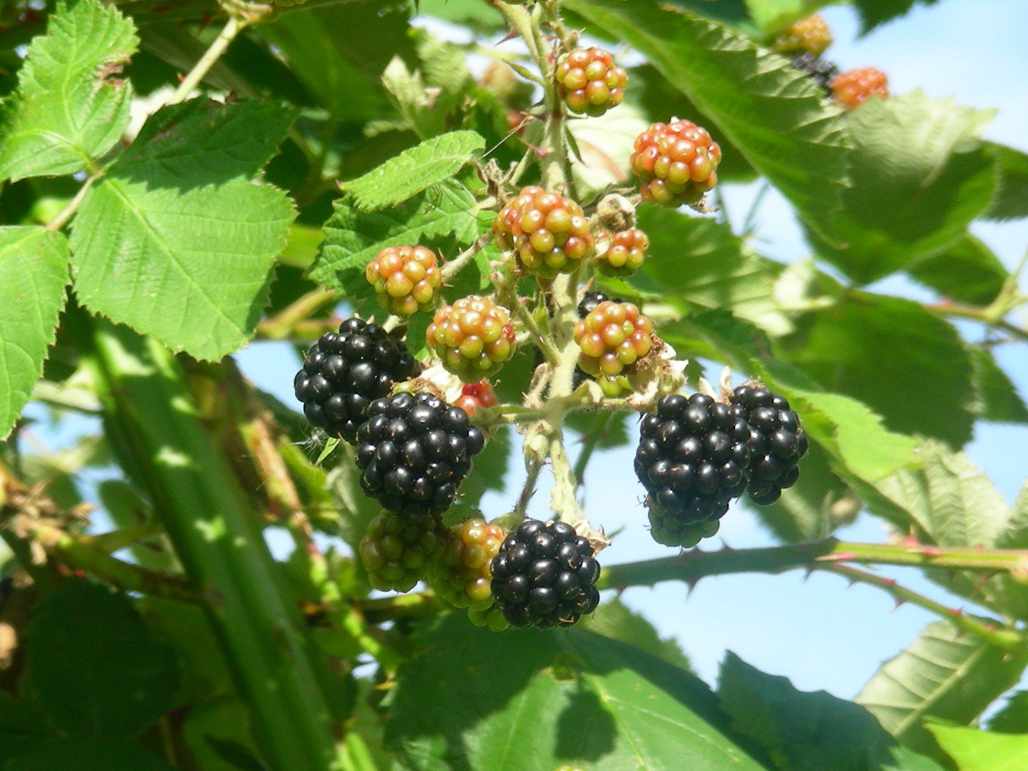 Brombeeren Foto & Bild pflanzen, pilze & flechten, früchte und beeren