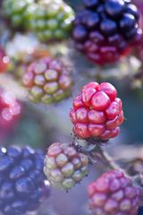 Brombeeren