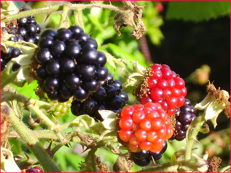 Brombeeren