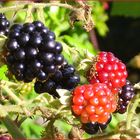 Brombeeren