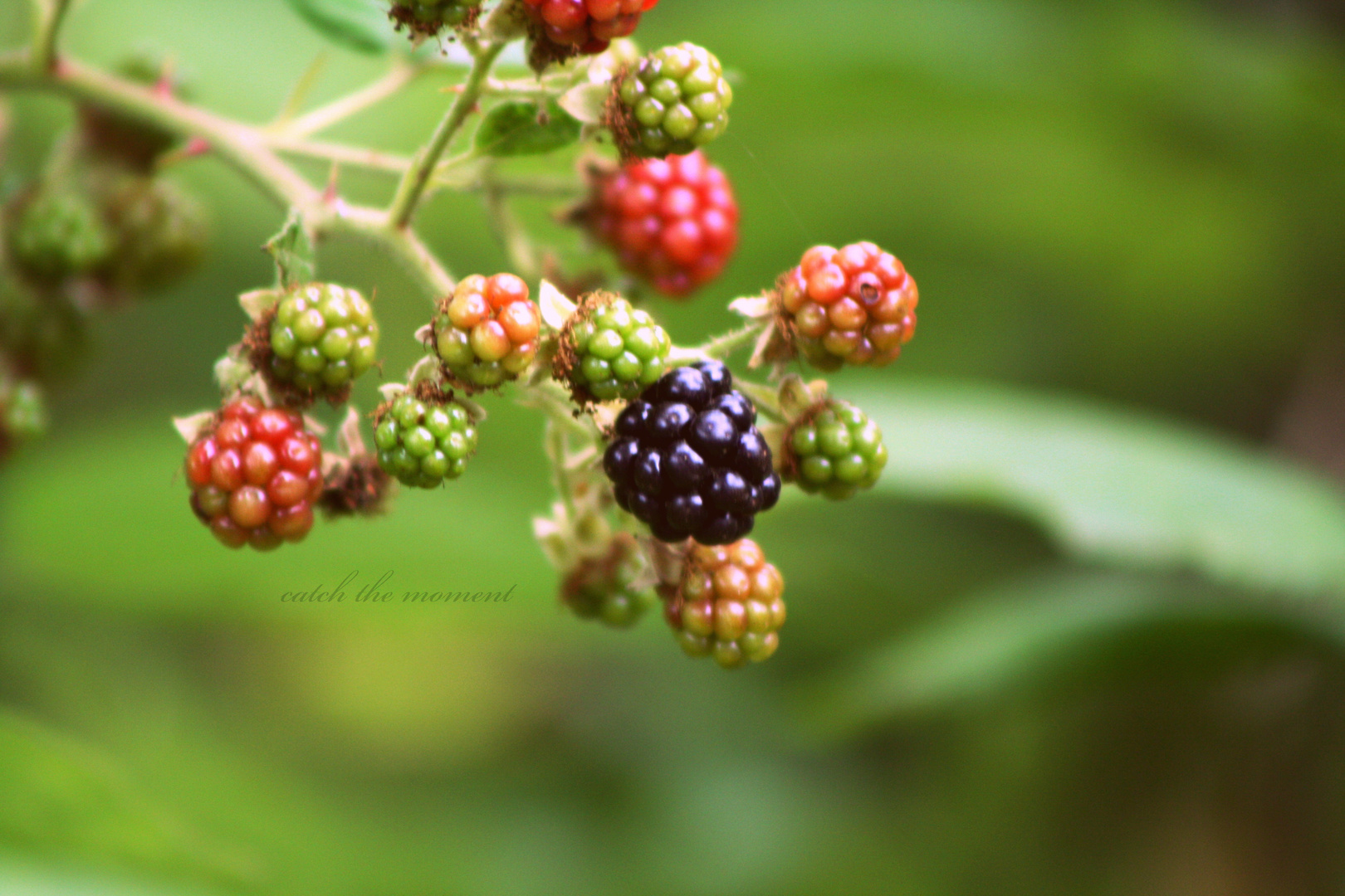 brombeeren Foto &amp; Bild | landschaft, Äcker, felder &amp; wiesen, rot Bilder ...