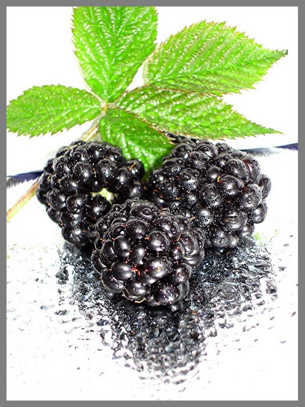 Brombeeren