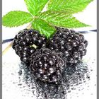 Brombeeren