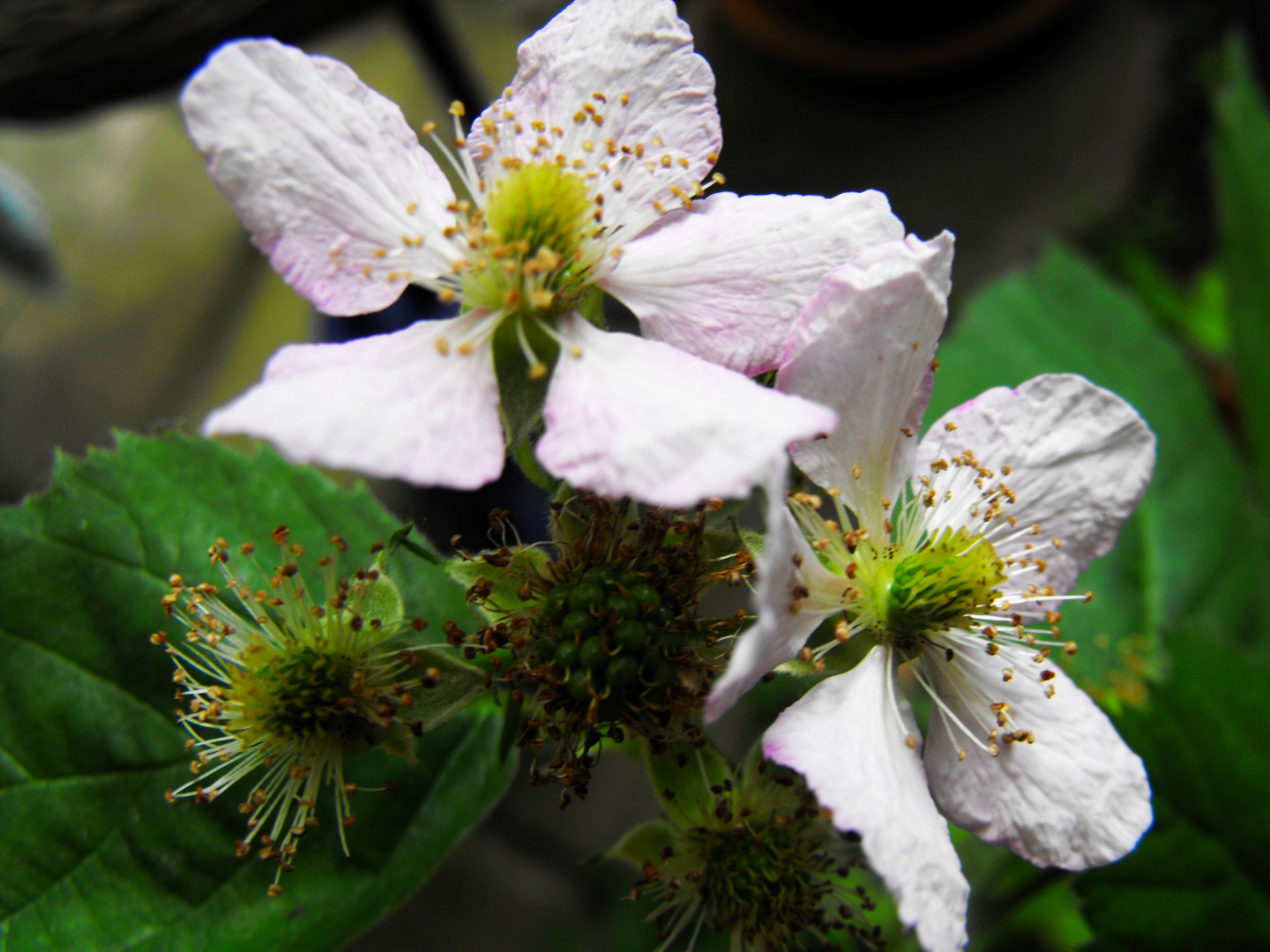 Brombeeren - der Weg ist das Ziel