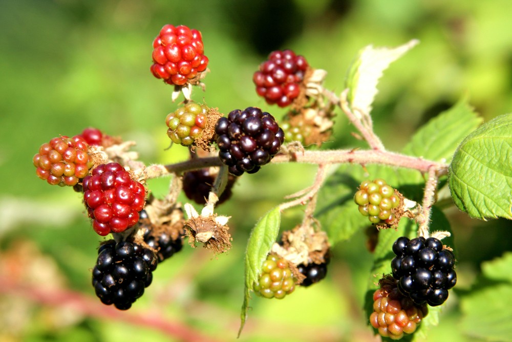 Brombeeren