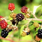 Brombeeren