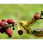 Brombeeren